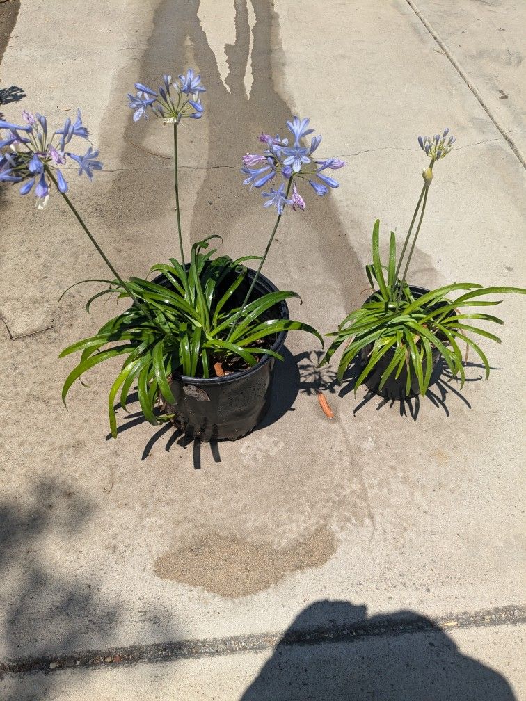 Atomic Bloom Agapanthus