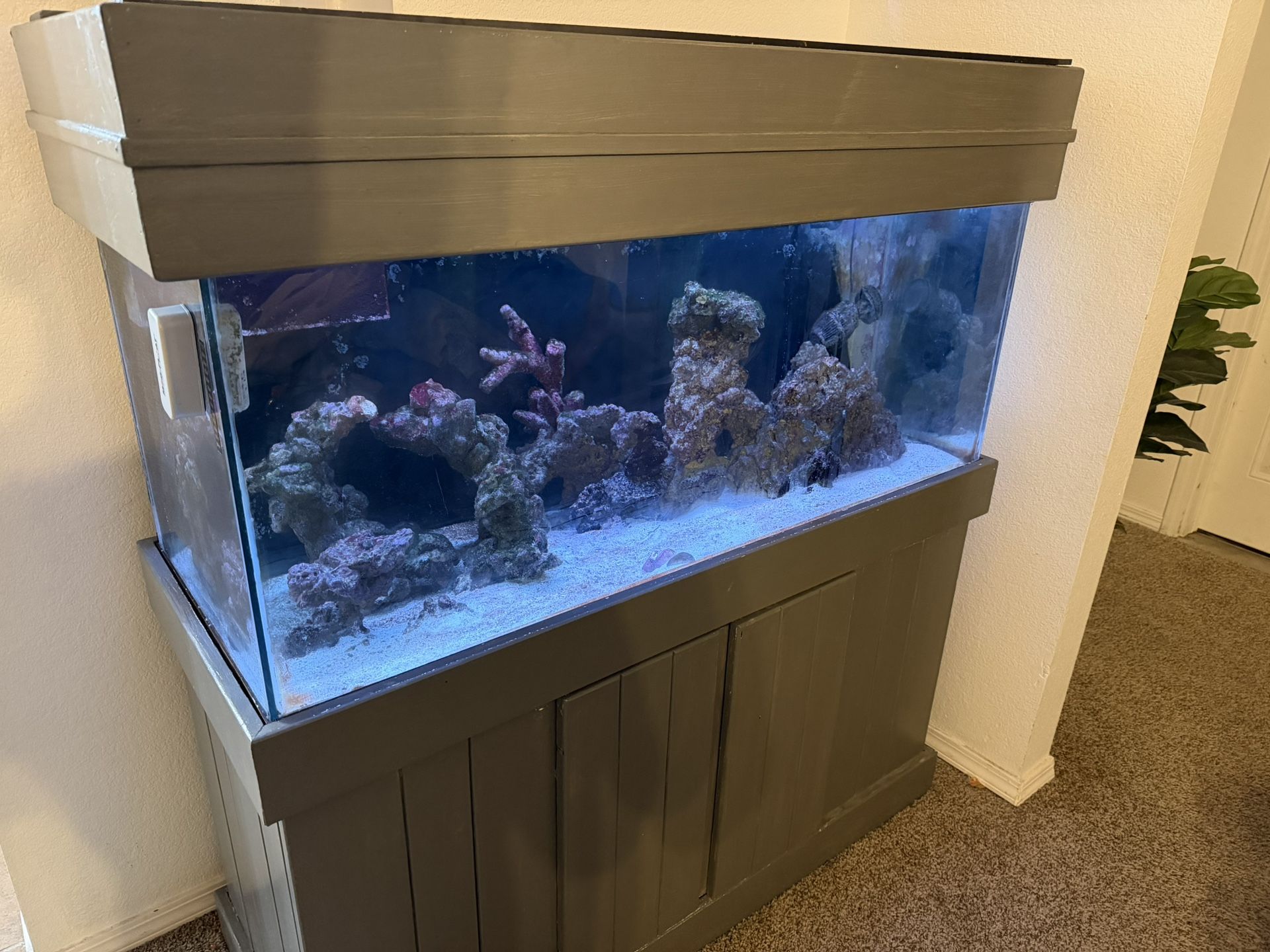 Salt Water Fish Tank