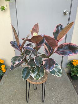 Ficus Elastica Ruby Rubber Plant 6” Pot