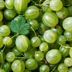 Gooseberry Plant 