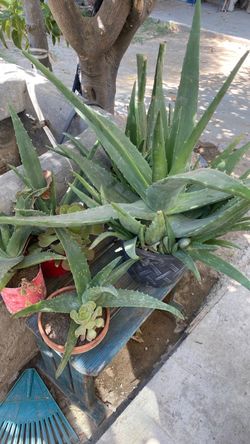Plantas 20