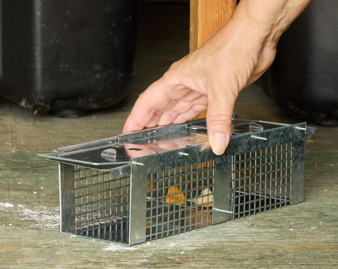 Havahart Small Live Catch Cage Trap For Chipmunks/Squirrels/Weasels. 