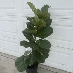 Fiddle Leaf Fig Over 4ft