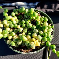 STRING OF PEARLS VARIEGATED..ONLY $19