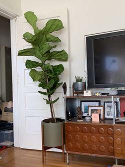 6 foot fiddle leaf fig tree
