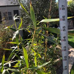 Golden Goddess Bamboo 