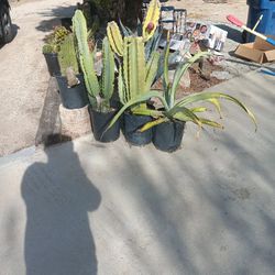 Cactus With Fruit 