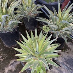 plants Agave