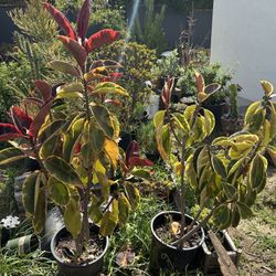 2 Beautiful Rubber Plants