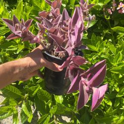 Purple Fuzzy Wandering Jew Succulent Plant