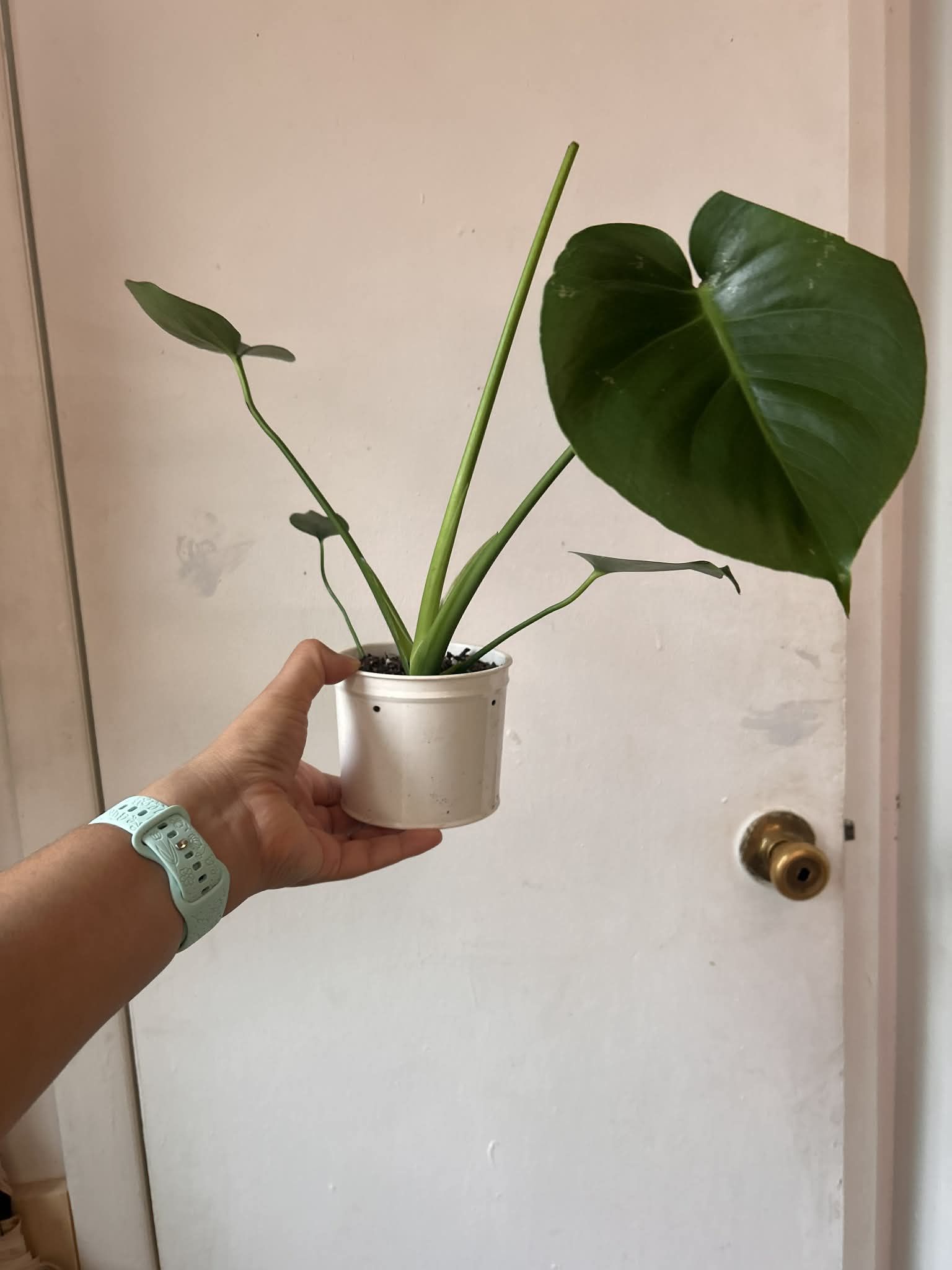 Monstera Read Description ⬇️