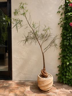 Australian Bottle Tree