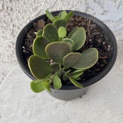 6 Inch Pot Succulent Plant - Kleinia Petraea - Jade Trepador - Rooted & Established - Drought Resistant - 🪴