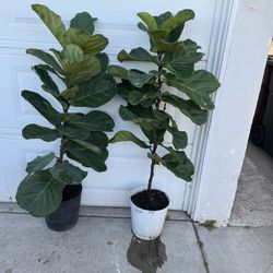 Fiddle Leaf Fig 45$ Each