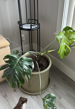Big Monstera Mint