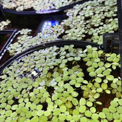 Salvinia Mínima Aquatic Plants