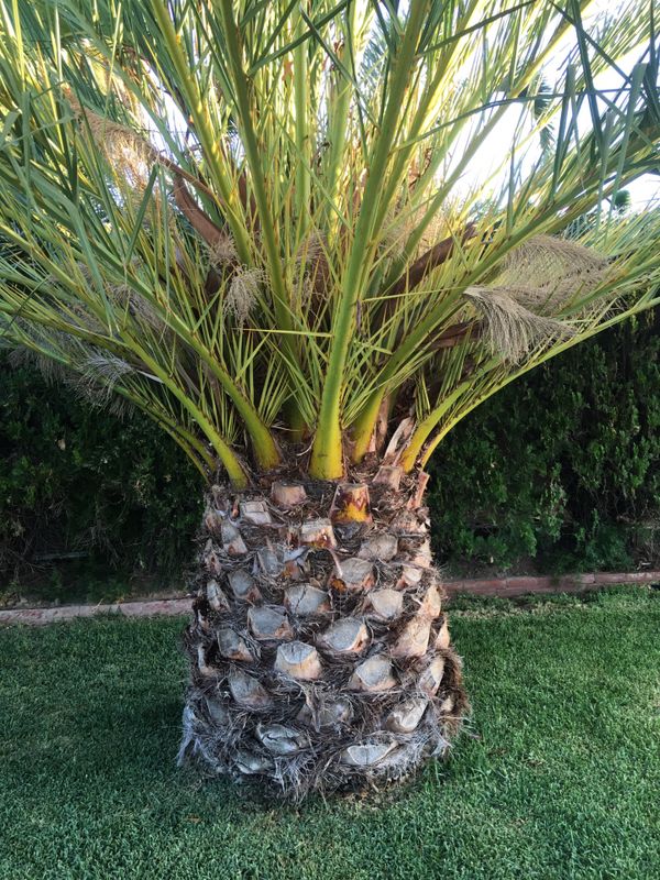 Pineapple Palm Tree for Sale in Orange, CA OfferUp
