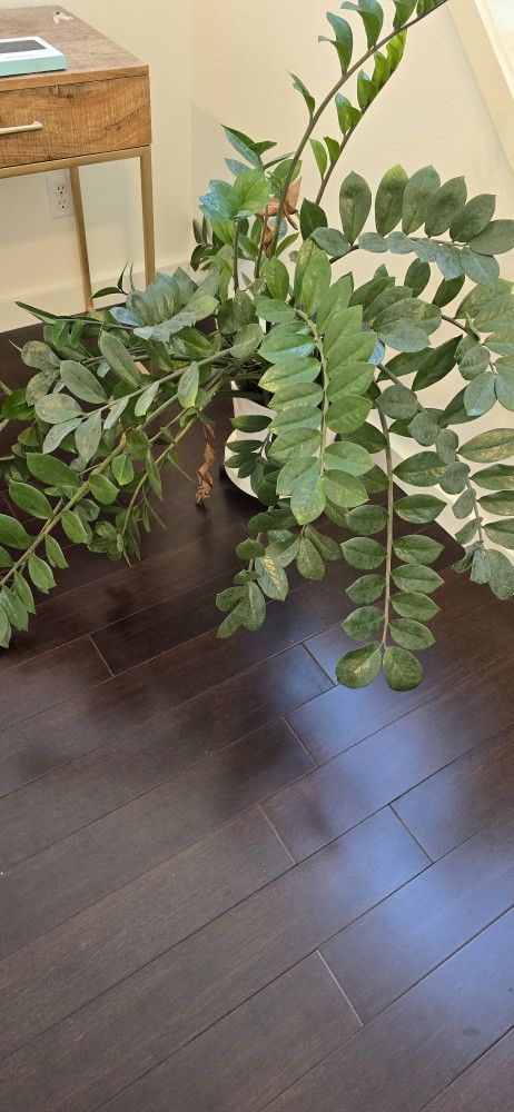 Free Plants