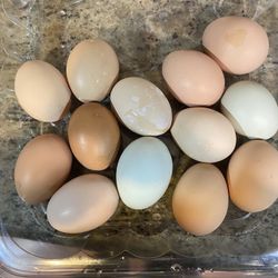 Organic Eggs