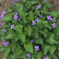 Outdoor Flowers - VIOLETS