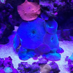 Rare Blue Mushroom Coral