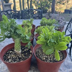 Monadenium Plants