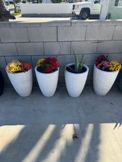 4 plastic pots with plants