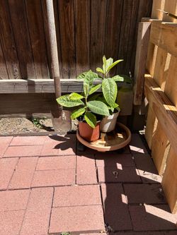 Arbolito de limon verde sin semilla