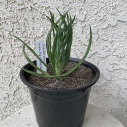 6 Inch Pot Succulent Plant - Narrow Leaf Chalksticks -Senecio Vitalis - Rooted & Established - Drought Resistant 🪴