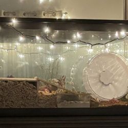 Glass 50 Gal Tank With Mesh Lid And Hamster Accessories