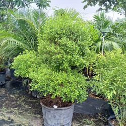 Beautiful Round Topiary Tree 🌳 