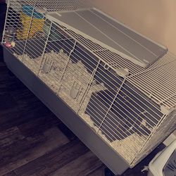 Guinea Pig Cages 