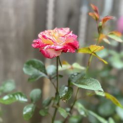 Roses in Pots