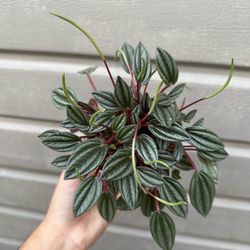 4” peperomia san marino