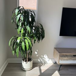 Dracaena plant Over 5ft High Home Plant Large 