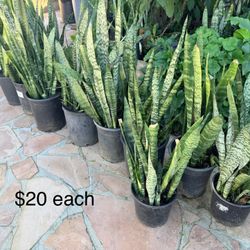 Snake Plant $20 Each 