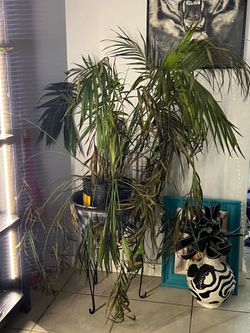 Plant
