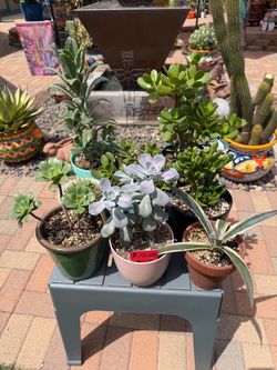 A Variety of Succulent Plants