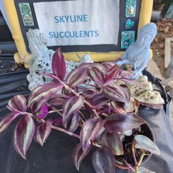Wandering Dude  Beauiful $5  Pick Up Saturday In San Lorenzo  From Noon Til 3pm. Skyline Succulents