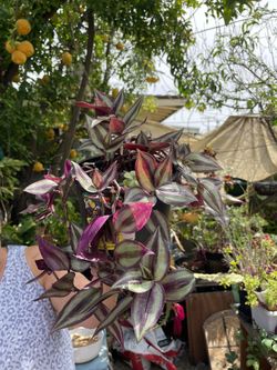Tradescantia Plant
