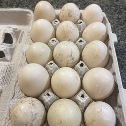 Muscovy Hatch Eggs