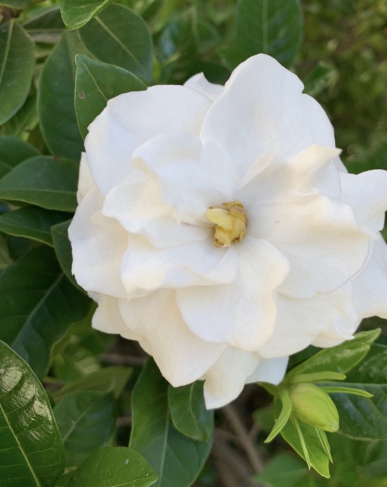 Gardenia Topiary Tree 5 Feet Tall In A 5 Gallon Pot