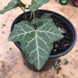 English Ivy - 4 Inch Pot 