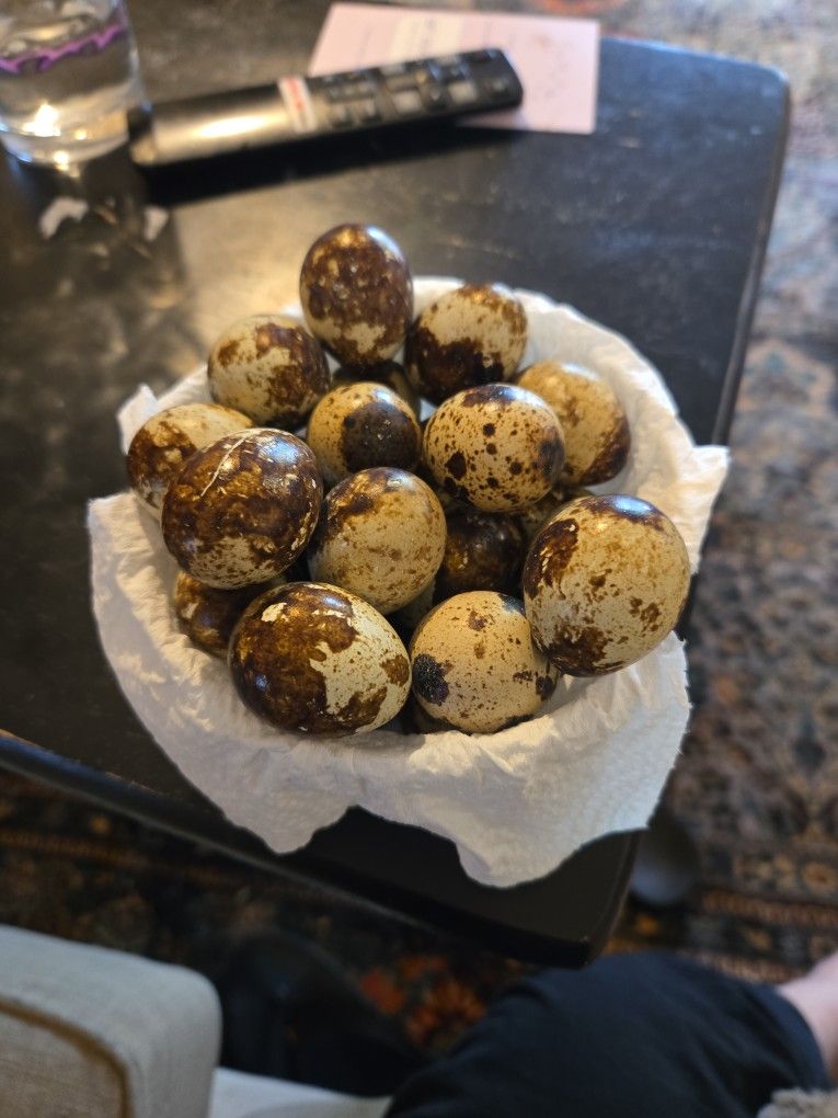 Quail Eggs