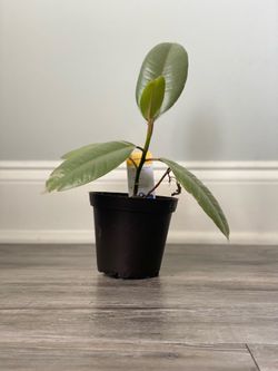 Ficus (Rubber Plant)