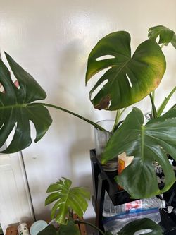 Plant