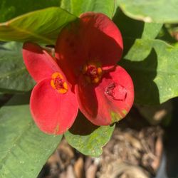 Corona De Cristo Millonaria Sandia