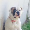 Ruben