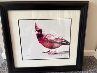 Framed Cardinal Bird Photography Print
