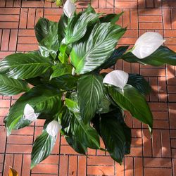 Peace Lily Spathiphyllum Houseplant Plant 